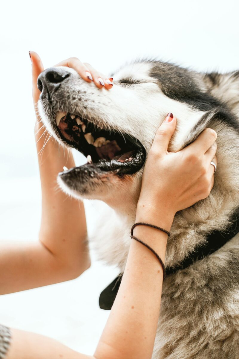 diarrhée chien remède naturel