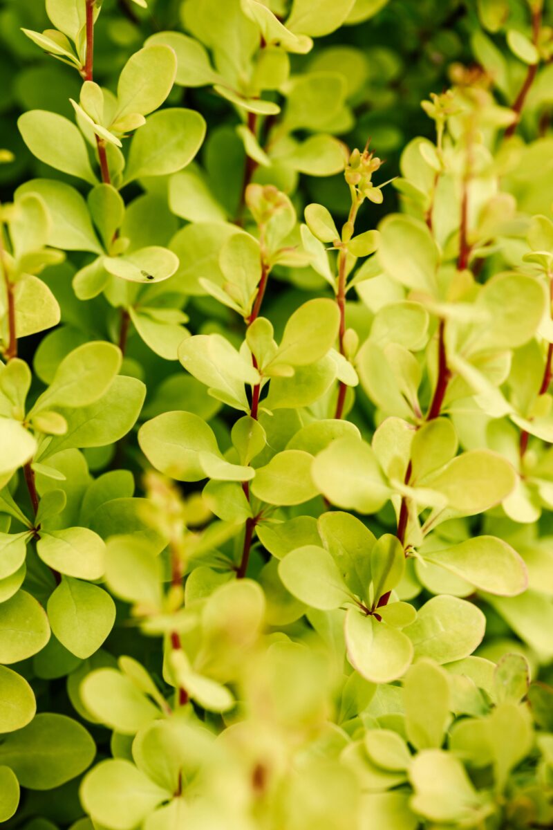 plantes adaptogènes 